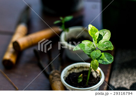 Plant tree, little tree with watering can and gard 29316794