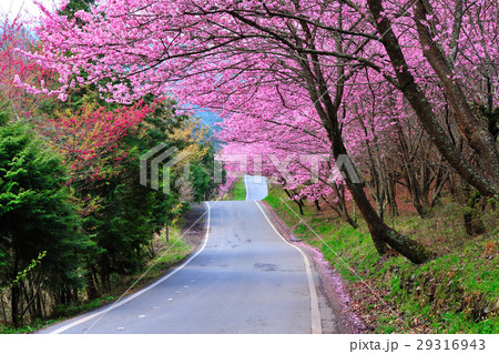 花 フラワー お花 29316943