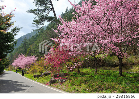 花 フラワー お花 29316966