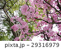 桜　新緑 29316979