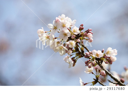 皇居乾門 桜 皇居乾門 桜 29317680