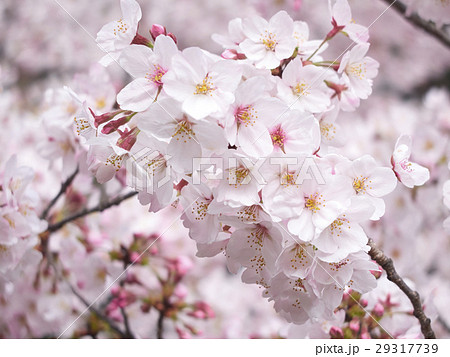 皇居乾門　桜 29317739