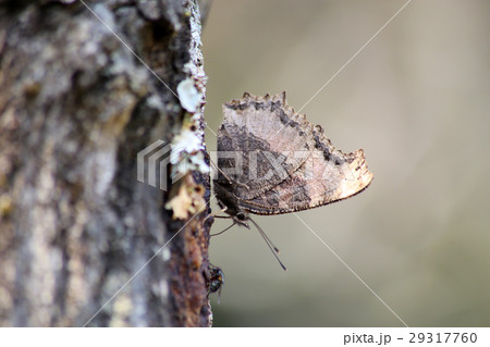 ヒオドシチョウ ヒオドシチョウ 29317760