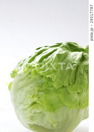 レタス3 29317787