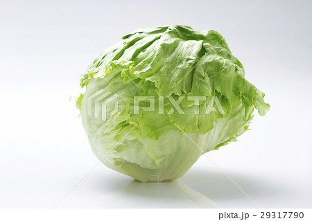 レタス6 29317790