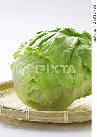 レタス9 29317793