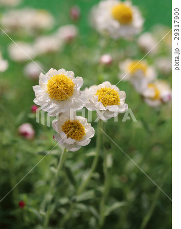 花かんざし 花かんざし 29317900