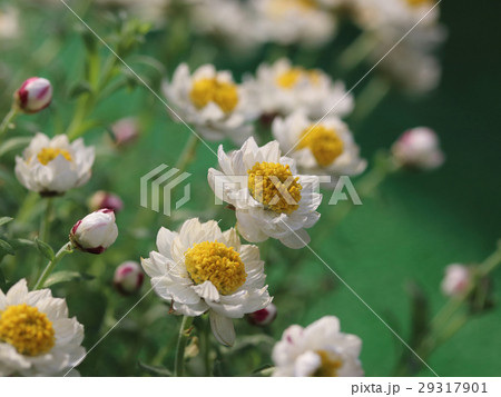 花かんざし 花かんざし 29317901