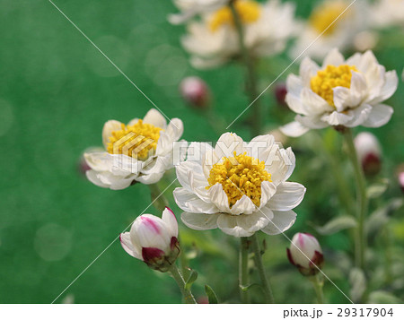 花かんざしの写真素材