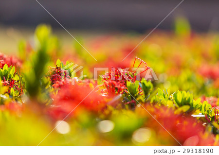 Flowers 29318190