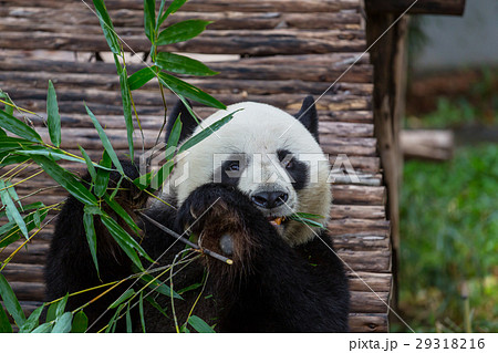 Panda 29318216