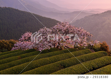 遠山桜 29318380