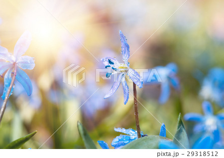 Blue blossom flowers spring snowdrop Scilla Squill 29318512