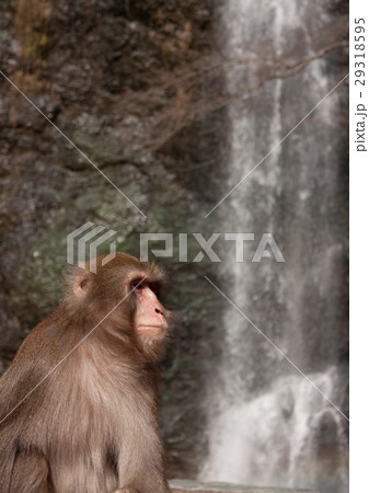 猿 猿 29318595