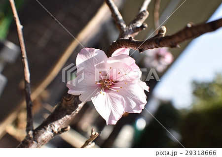 アーモンドの花 29318666