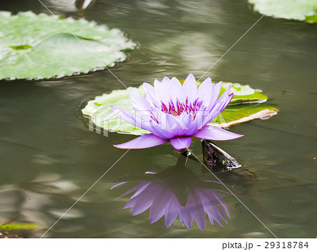 ハス スイレン 蓮 29318784