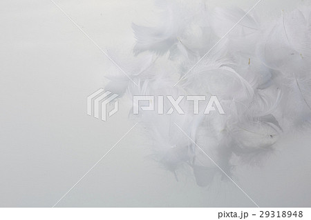 フェザー1 フェザー1 29318948