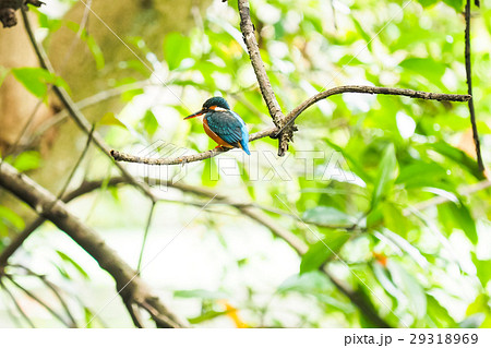 鳥 カワセミ 翡翠 29318969