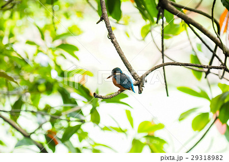 鳥 カワセミ 翡翠 29318982