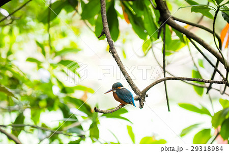 鳥 植物 工場 29318984
