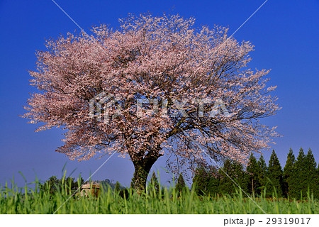 前原の一本桜の写真素材