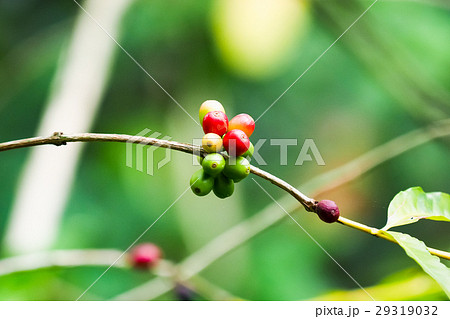 コーヒーの木 コーヒーノキ コーヒー豆 29319032