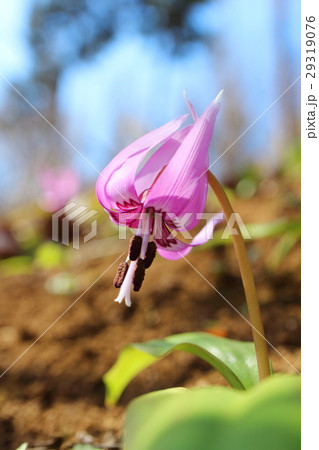 かたくりの花 29319076