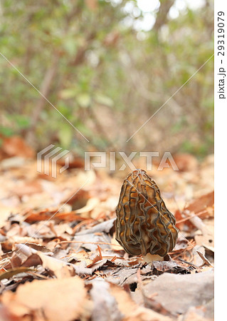 トガリアミガサタケ 29319079