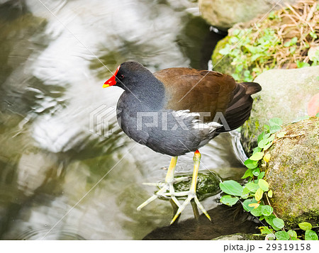 鳥 公園 パーク 29319158