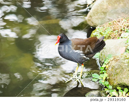 鳥 ハチ たらい 29319160