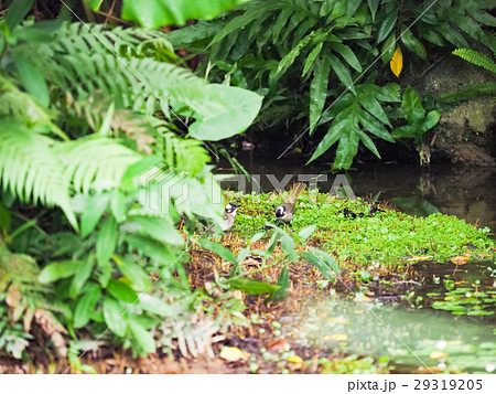 鳥 植物 工場 29319205