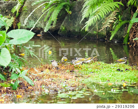 鳥 植物 工場 29319206
