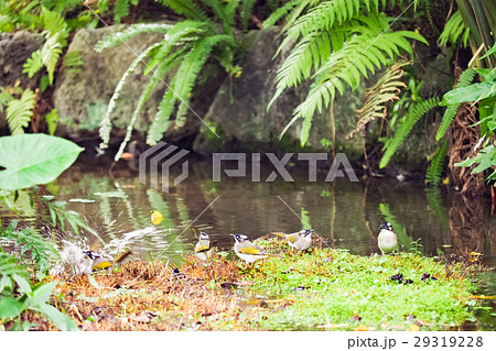 鳥 植物 工場 29319228