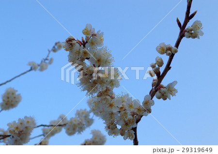 唐実桜・倉吉源徳寺 29319649