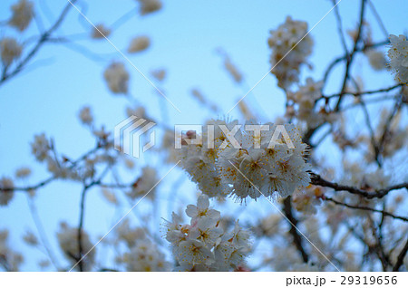 唐実桜・倉吉源徳寺 唐実桜・倉吉源徳寺 29319656