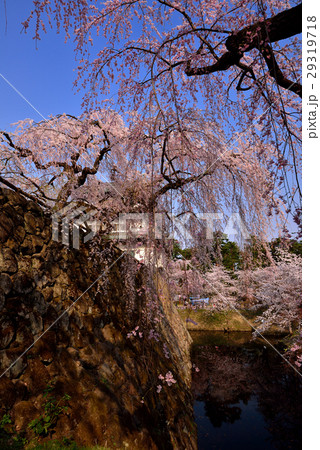 弘前公園の桜 弘前公園の桜 29319718