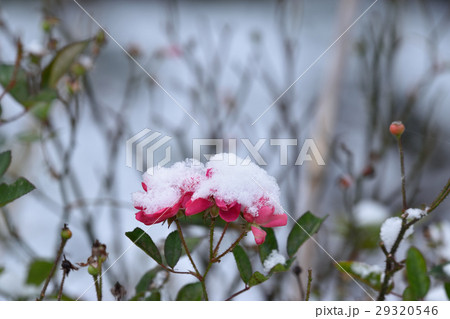 雪をかぶったミニバラ 雪をかぶったミニバラ 29320546
