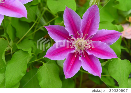 クレマチス 29320607