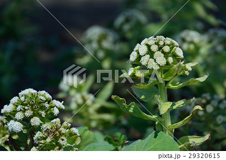 フキノトウの花咲くの写真素材
