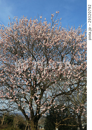 梅の花 29320792