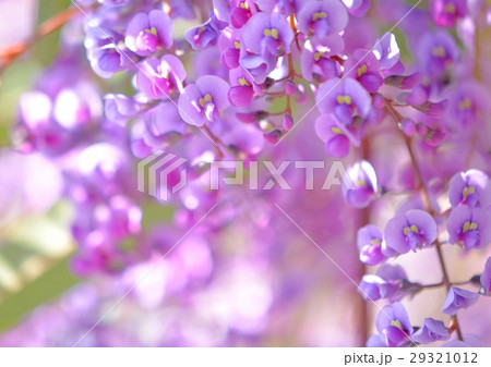 ハーデンベルギアの花咲く ハーデンベルギアの花咲く 29321012