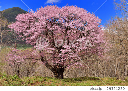 七時雨山の桜の写真素材 [29321220] - PIXTA