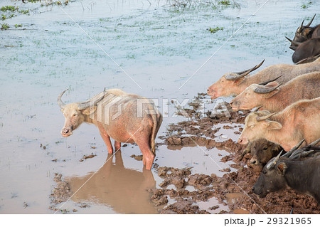 Buffalo in Lake 29321965