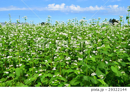 そば畑 29322144