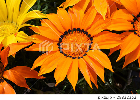 ガザニア　サンチェルシー 29322352