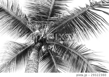 coconut tree 29322360
