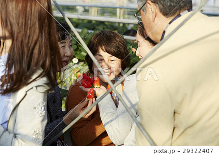 イチゴ狩り　シニア 29322407