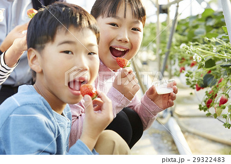 イチゴ狩り 子供 イチゴ狩り 子供 29322483