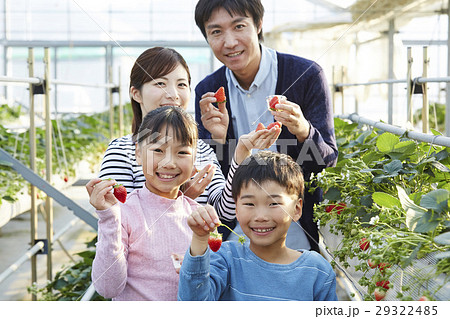 イチゴ狩り　家族 29322485