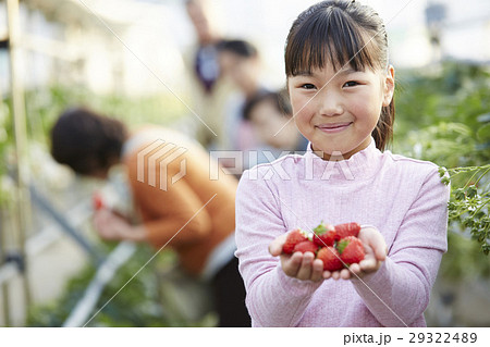 イチゴ狩り 子供 イチゴ狩り 子供 29322489